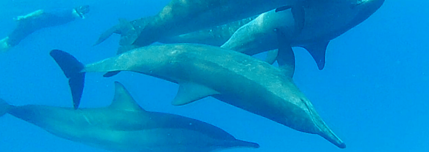 nuotare in mare con Delfini liberi