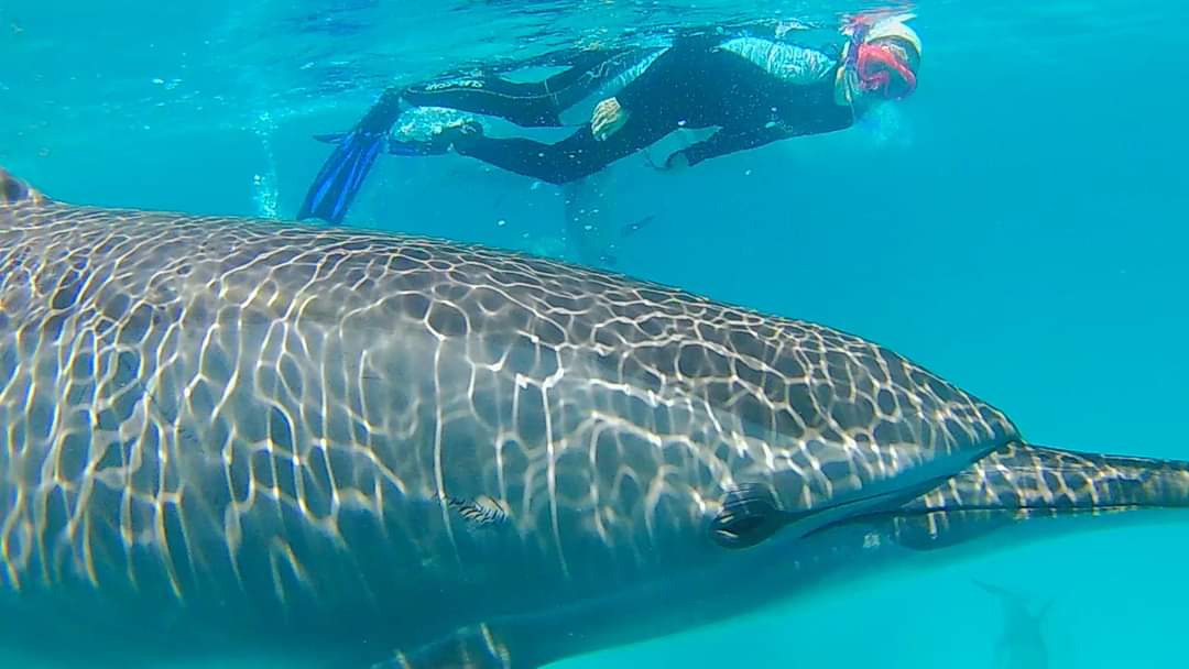 donna-nuota-con-delfini